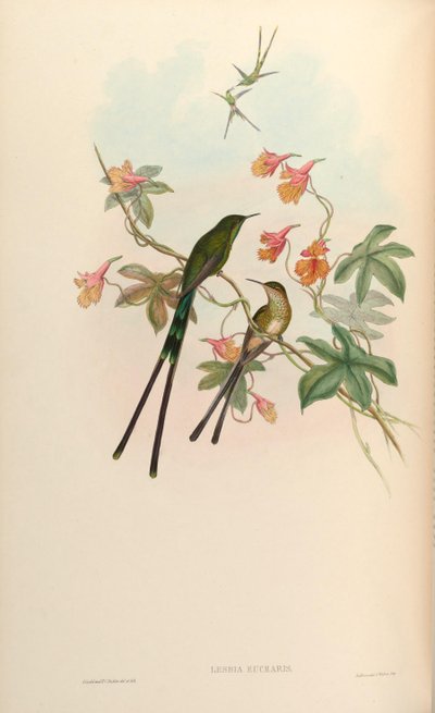 Lesbia eucharis = Lesbia victoriatoriae eucharis von John Gould